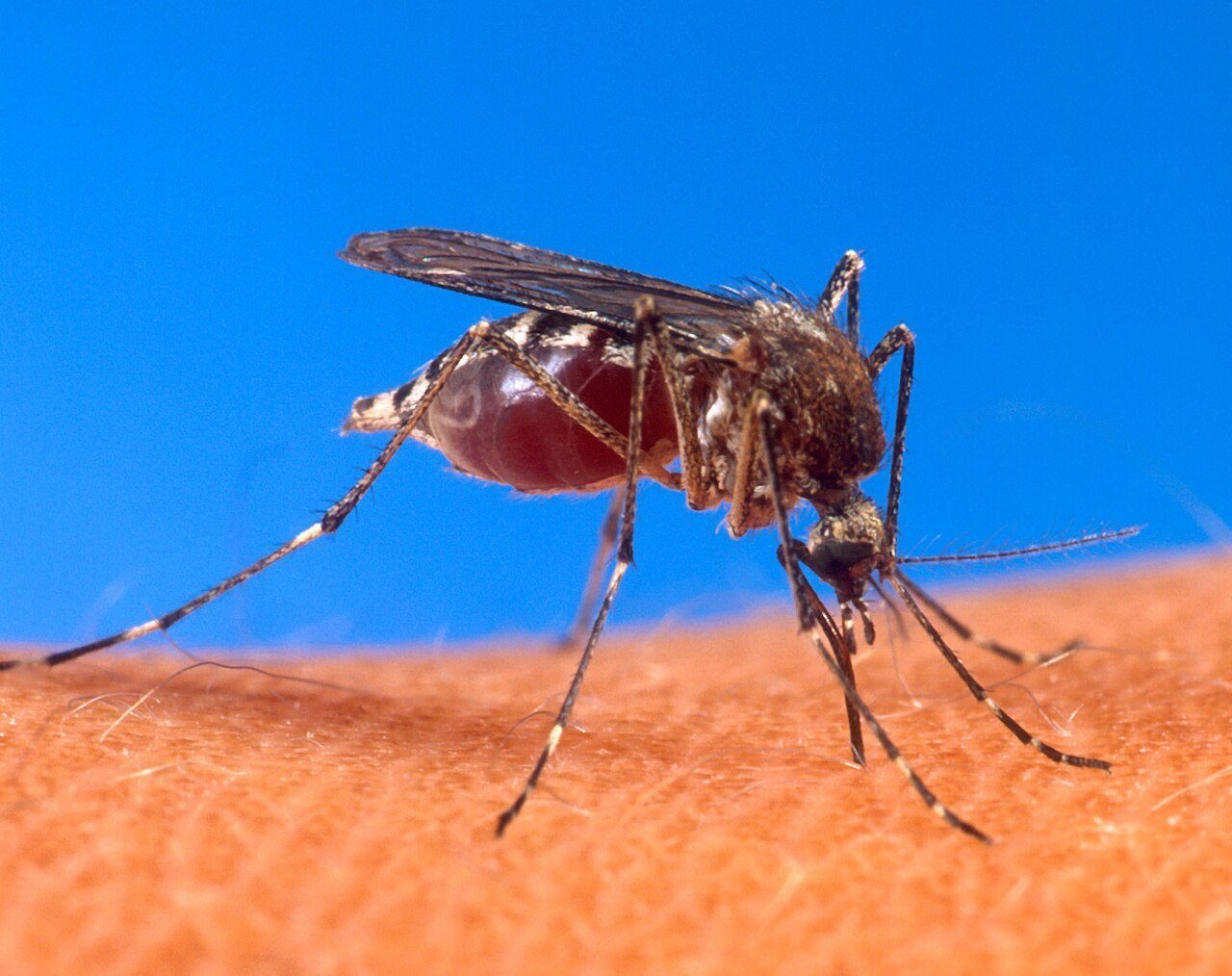 CHIKUNGUNYA 2025 ระวัง! ยุงลายตัวเล็ก นำภัยใหญ่จากต่างแดน